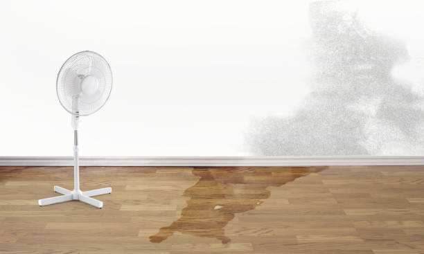 Best Water damage restoration near me  in Ainaloa, HI